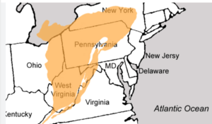Marcellus Wells Drilled